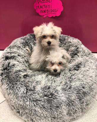 Maltesi cuccioli maschietti