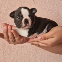 Cuccioli di Boston terrier