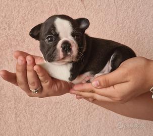 Cuccioli di Boston terrier