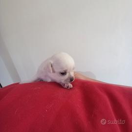 Chihuahua