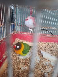 Inseparabile