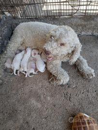 Cuccioli di lagotto puri
