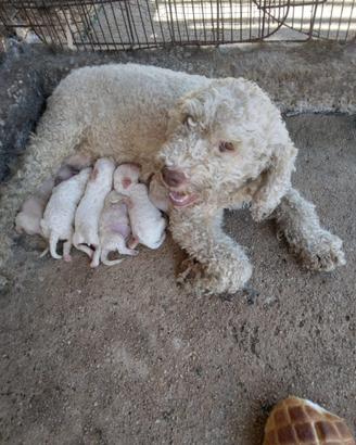 Cuccioli di lagotto puri