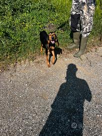 Segugio Italiano a Pelo Raso