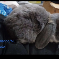 Coniglio ariete nano