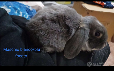 Coniglio ariete nano