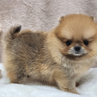 Cucciolo di spitz