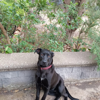 Regalasi 2 cucciole di corso-labrador