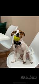 Jack Russel