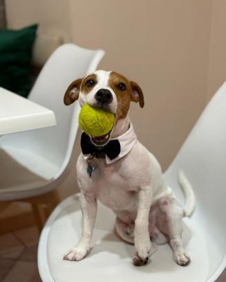 Jack Russel