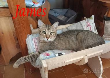 JAMES adorabile gattino in adozione