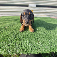 Cucciolli di bassotto nero focato