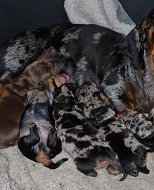 Cuccioli di Bassotto