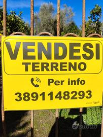 Uliveto, alberi d'arance, alberi da frutto