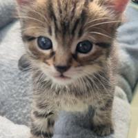 Cucciola gattina tigrata dolcissima occhi blu