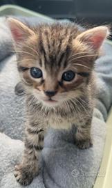 Cucciola gattina tigrata dolcissima occhi blu