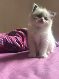 Cuccioli Ragdoll