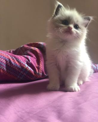 Cuccioli Ragdoll