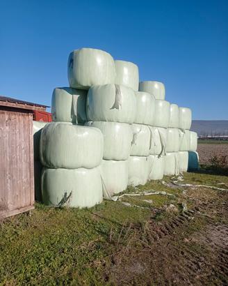 rotoballe di erba medica insilata