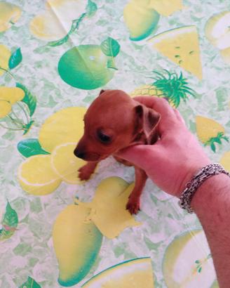 Pinscher nani toy cuccioli taglia piccola