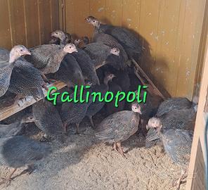 Faraone nostrane 70gg e quaglie jumbo