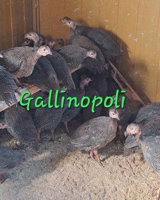 Faraone nostrane 70gg e quaglie jumbo
