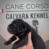 Cane corso