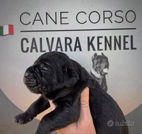 Cane corso