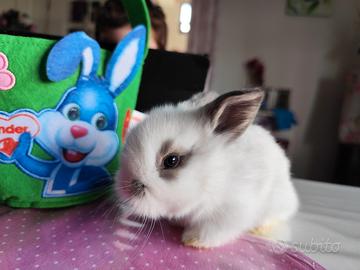 Conigli nani pelo dangora