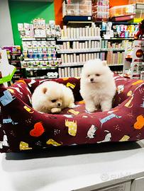 Spitz di Pomerania MINI TOY