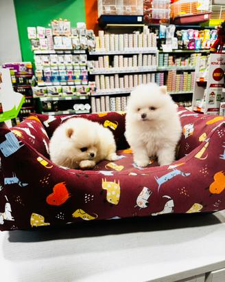 Spitz di Pomerania MINI TOY