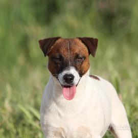 Splendido maschio Jack Russell Terrier con pedigre
