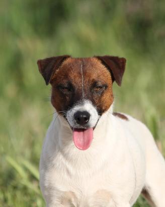 Splendido maschio Jack Russell Terrier con pedigre