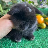 Minilop dark sable vm coniglio nano