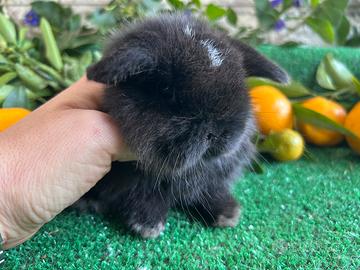 Minilop dark sable vm coniglio nano