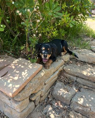 Reg cucciolo misto rottweiler