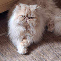 Gatto persiano IPERTIPICO