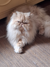 Gatto persiano IPERTIPICO