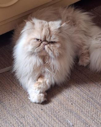 Gatto persiano ipertipico per accoppiamento