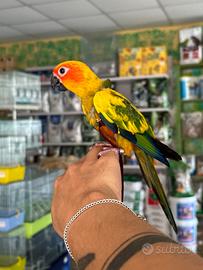 Conuro del sole ALLEVATO A MANO