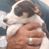 Cucciolo di border collie