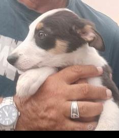 Cucciolo di border collie