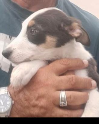 Cucciolo di border collie