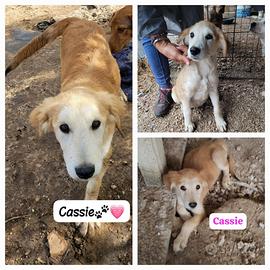 Salvati da abbandono