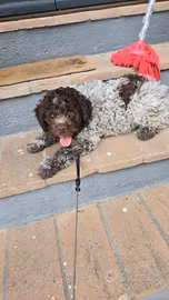 Cucciolo tartufo