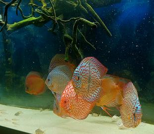 discus 