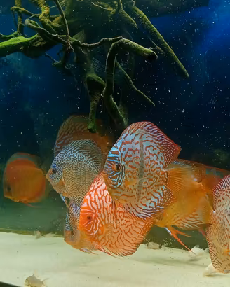 discus 