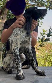 Setter inglese cucciolo