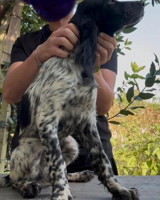 Setter inglese cucciolo