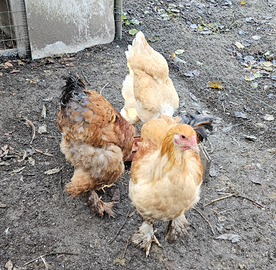 Coppia di brahma gigante